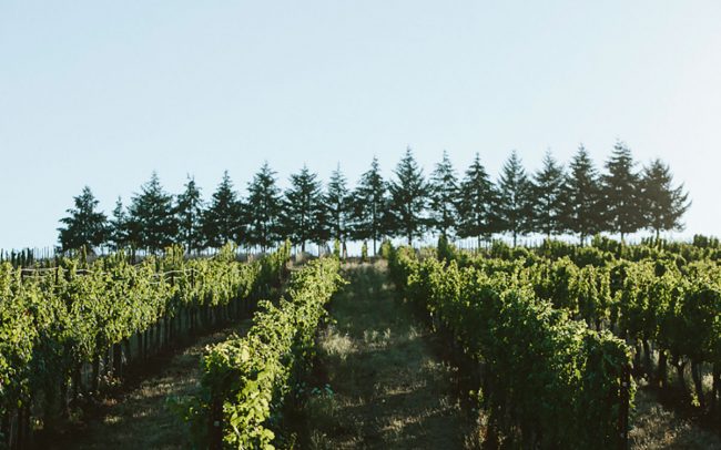Evening Land Wines Eola-Amity Hills Oregon Seven Springs
