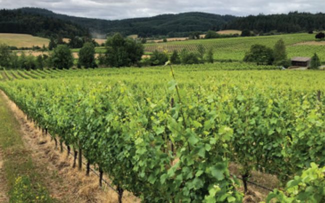 Vincent Winery Vineyards