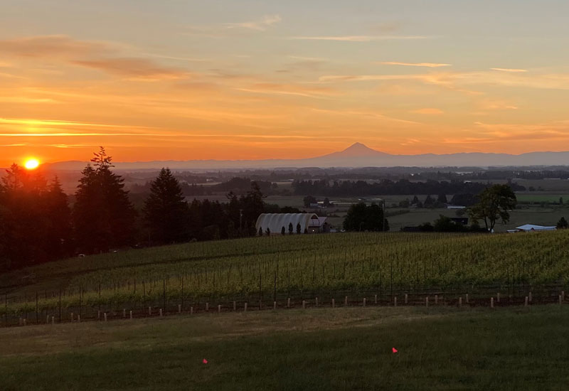 Sunset over the vineyards with a view of Mt Hood