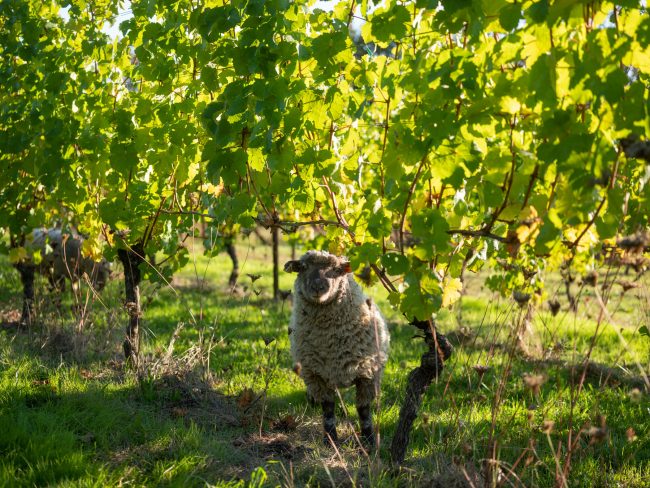 Sheep in the vineyard