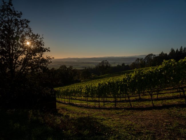 View of the vineyard at dusk