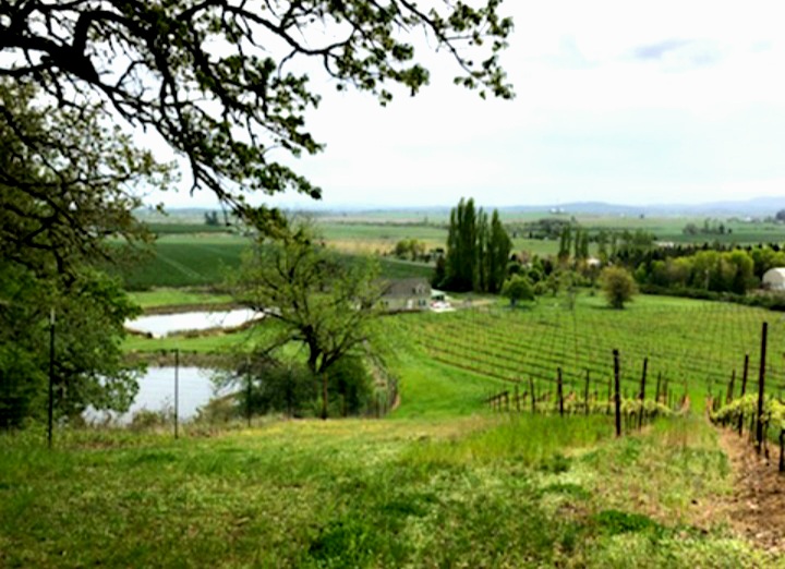 View of a very green field and vineyard