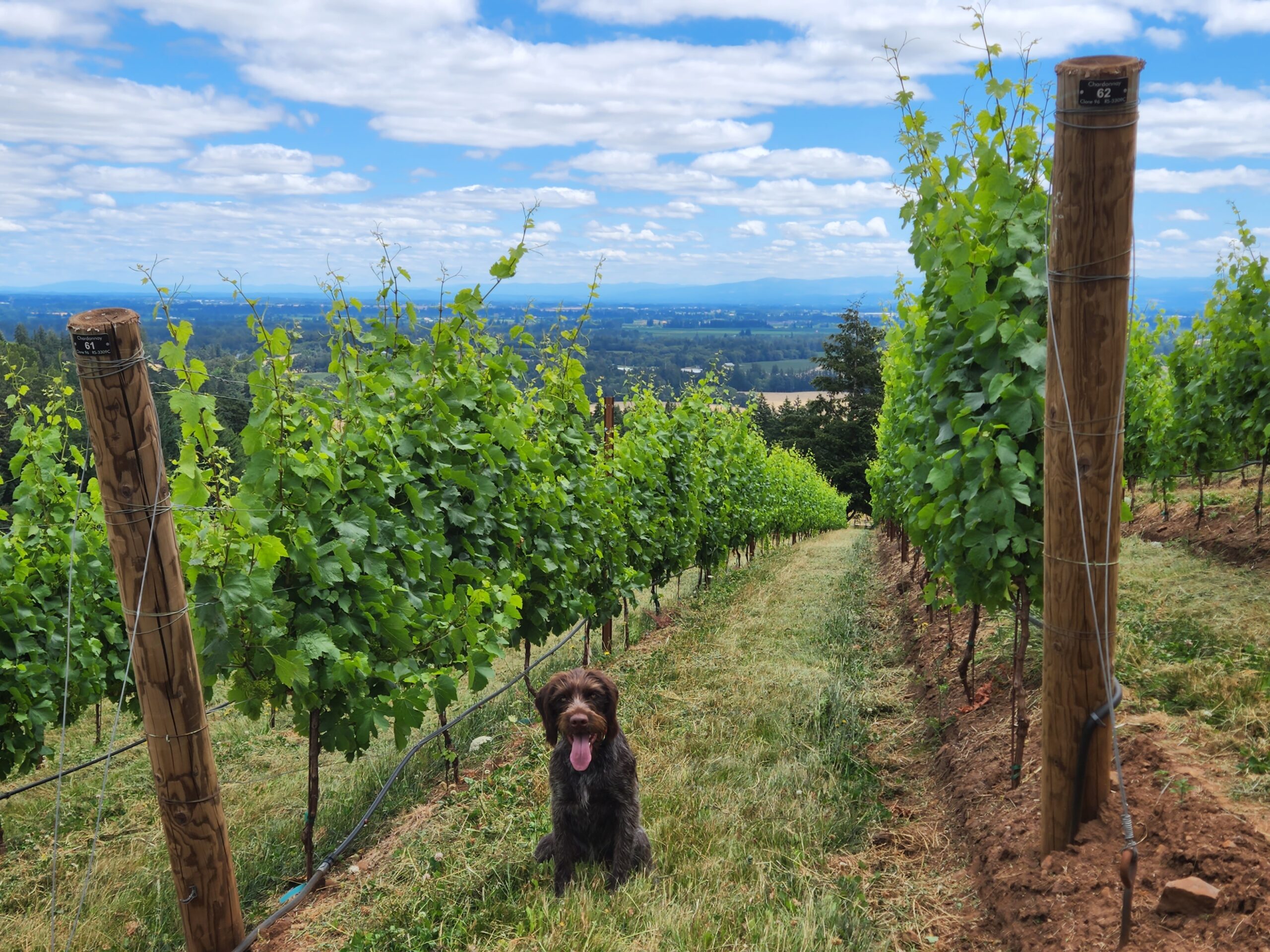 Vineyards with a brown dog