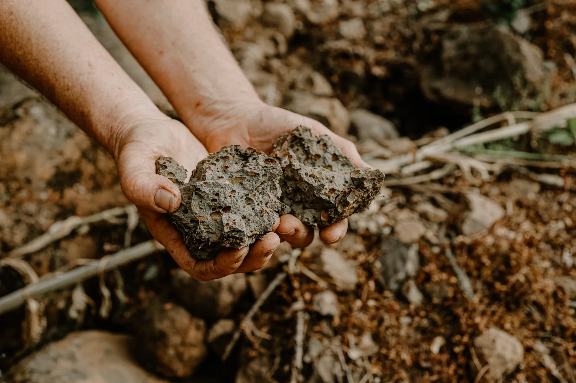 Hands holding fossils from Eola-Amity Hills soil