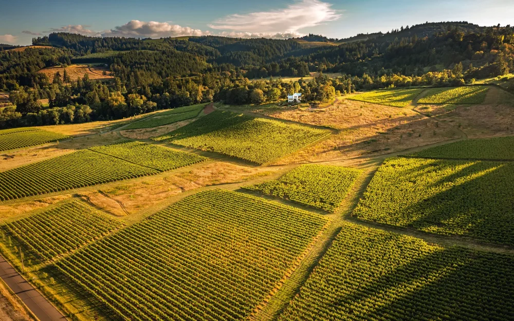 Aerial view over Bledsoe McDaniels vineyards in the Eola-Amity Hills, Willamette Valley, Oregon