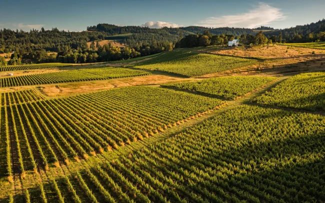 Aerial view over Bledsoe McDaniels Vineyards