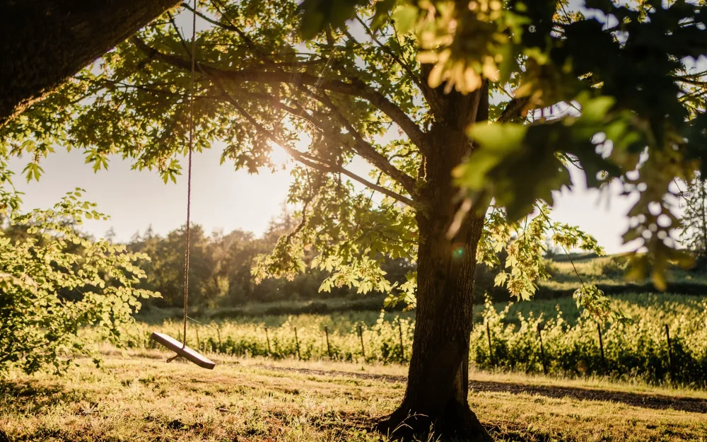 Sun shining over Bledsoe McDaniels vineyards and a tree with a swing