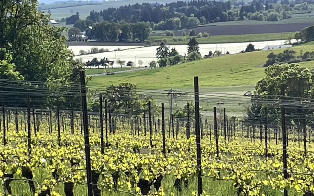 iOTA Cellars vineyards in Eola-Amity Hills, Willamette Valley, Oregon