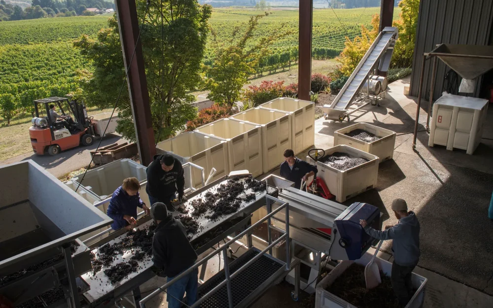 Harvest and wine production at Bethel Heights Vineyard