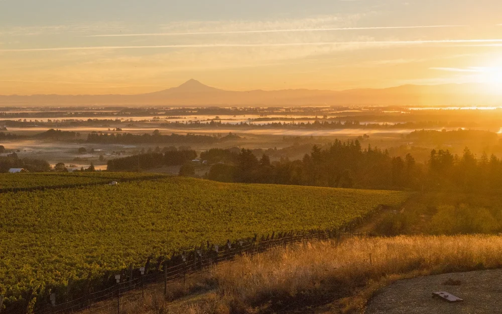 Aerial view over Brooks Vineyards at sunrise in the Willamette Valley