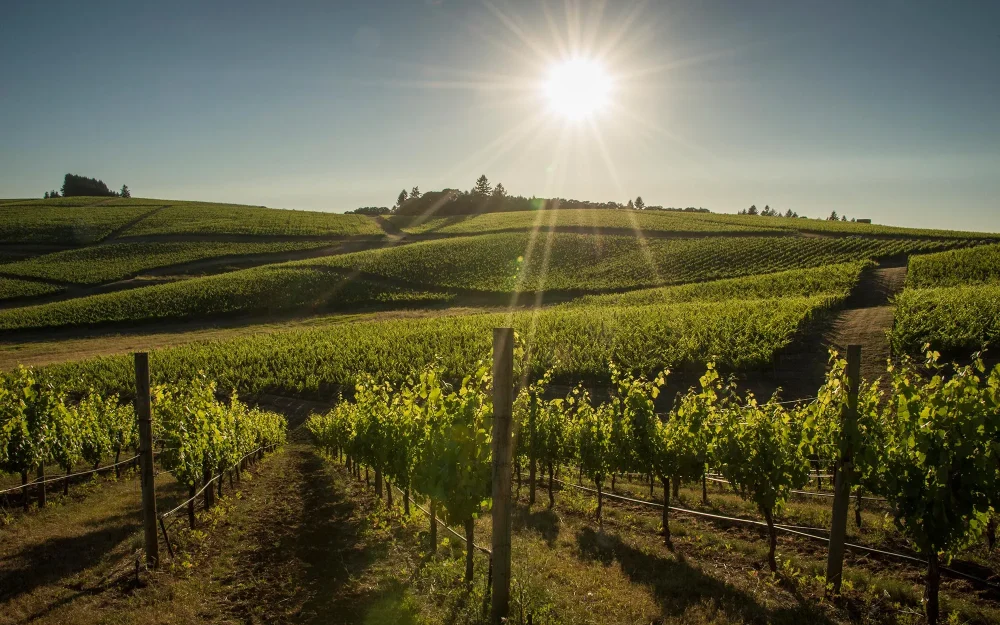 Sun shining over Cherry Hill Vineyards
