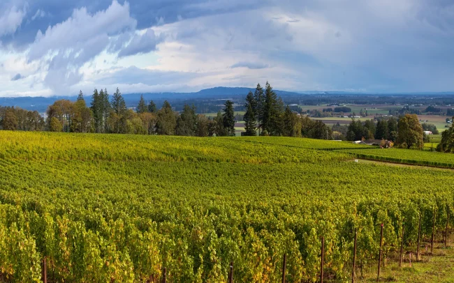 Cortell Rose Vineyard, of Sun Break Wines in the Eola-Amity Hills