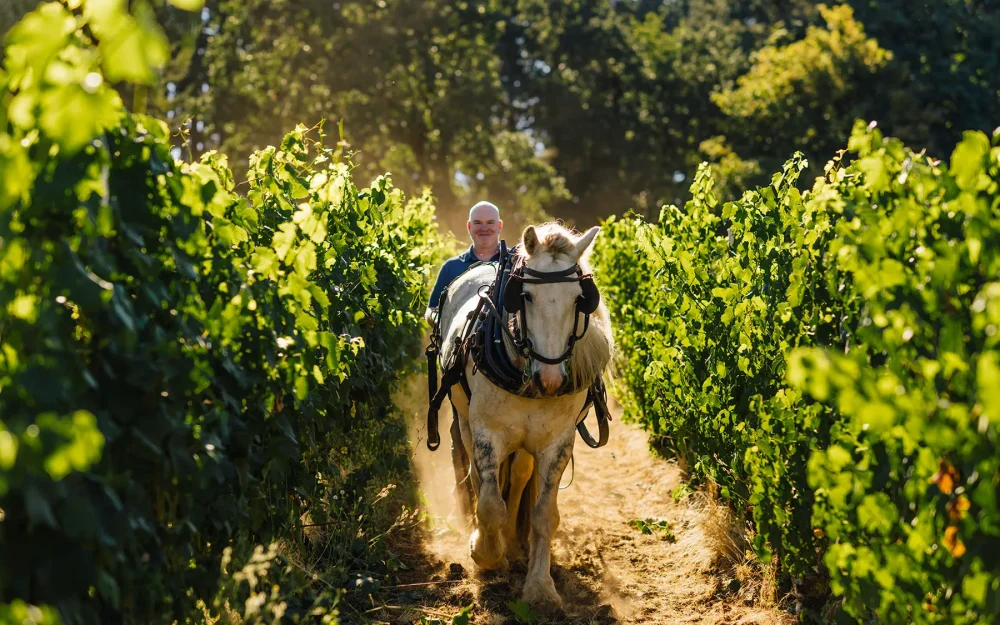 Man riding a horse through the vineyard at Evesham Wood