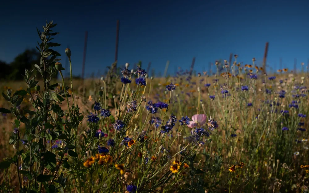 Wildflowers at Iterum vineyard in Eola-Amity Hills