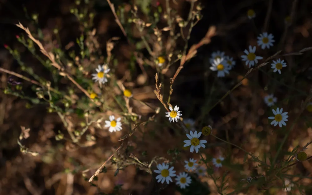 Wildflowers at Iterum vineyard