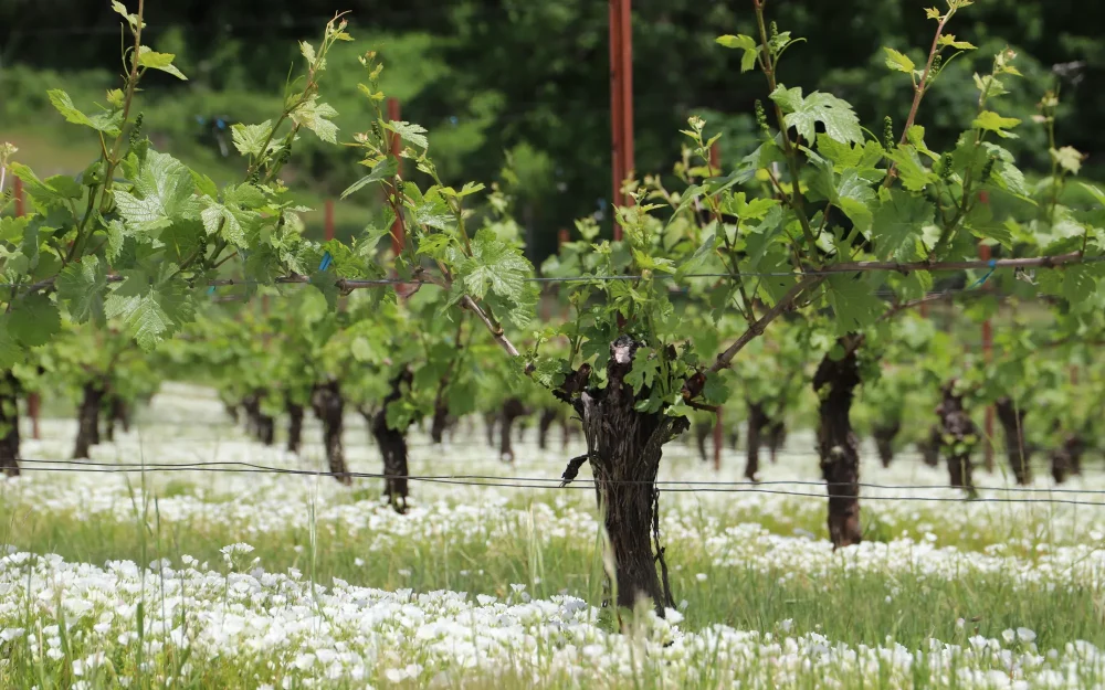 Trunk of a vineyard vine at Bryn Mawr Vineyards