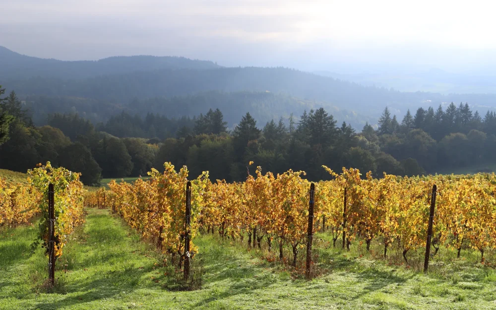 Bryn Mawr vineyards in the fall
