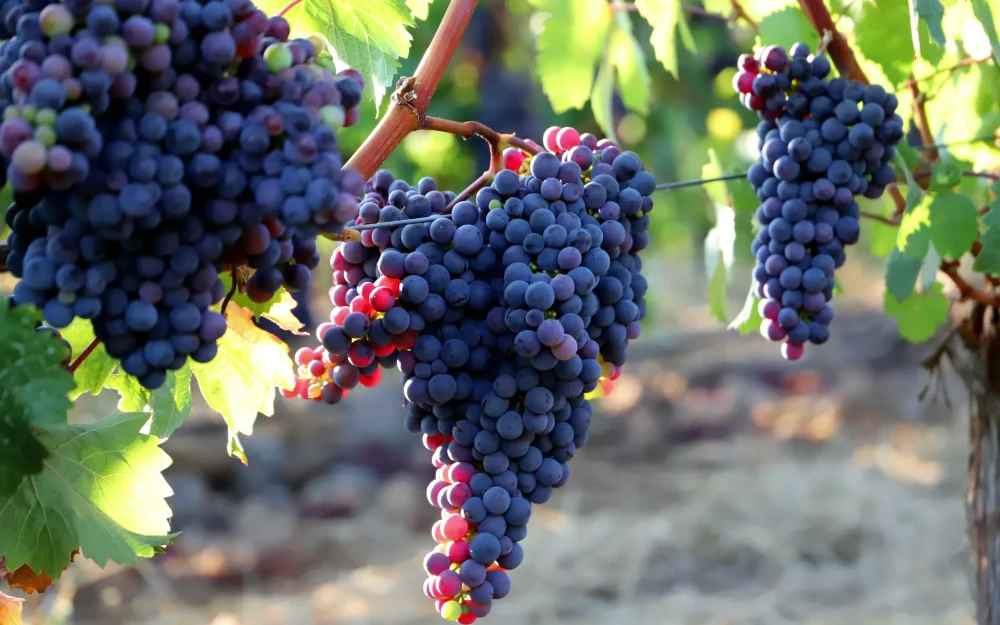 Hanging grape clusters at Bryn Mawr Vineyards