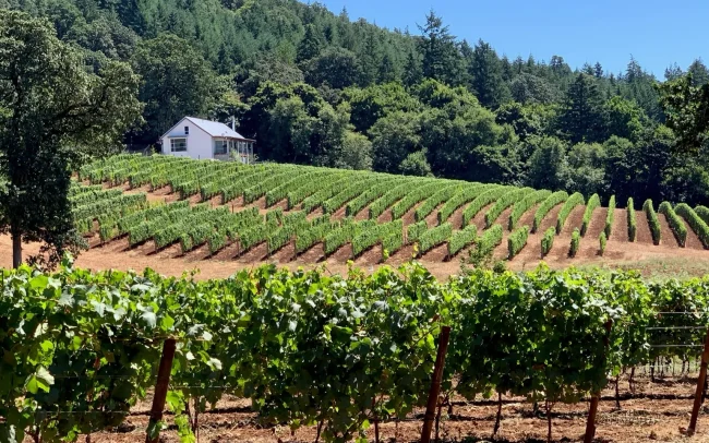 Iterum Vineyards in Eola-Amity Hills, Willamette Valley, Oregon