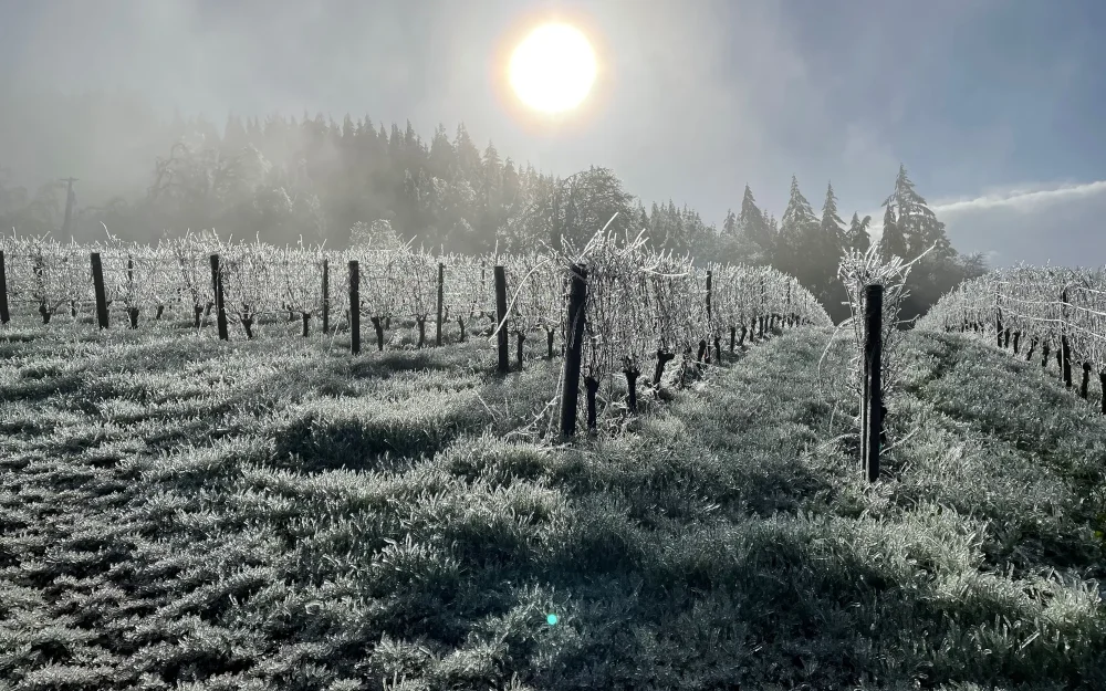Winter vineyards at Iterum vineyards