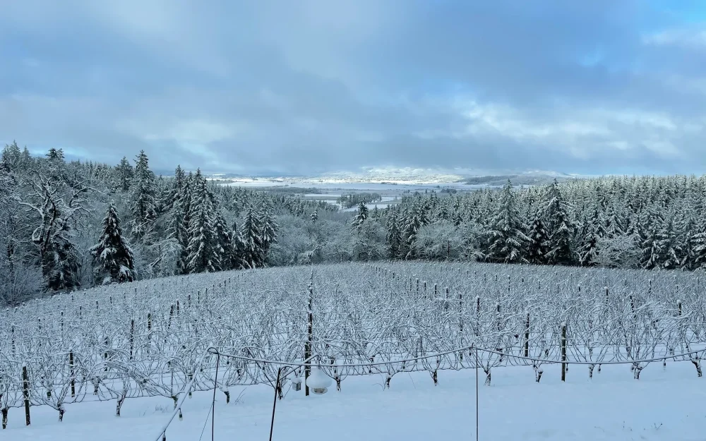 Winter at Iterum Vineyards