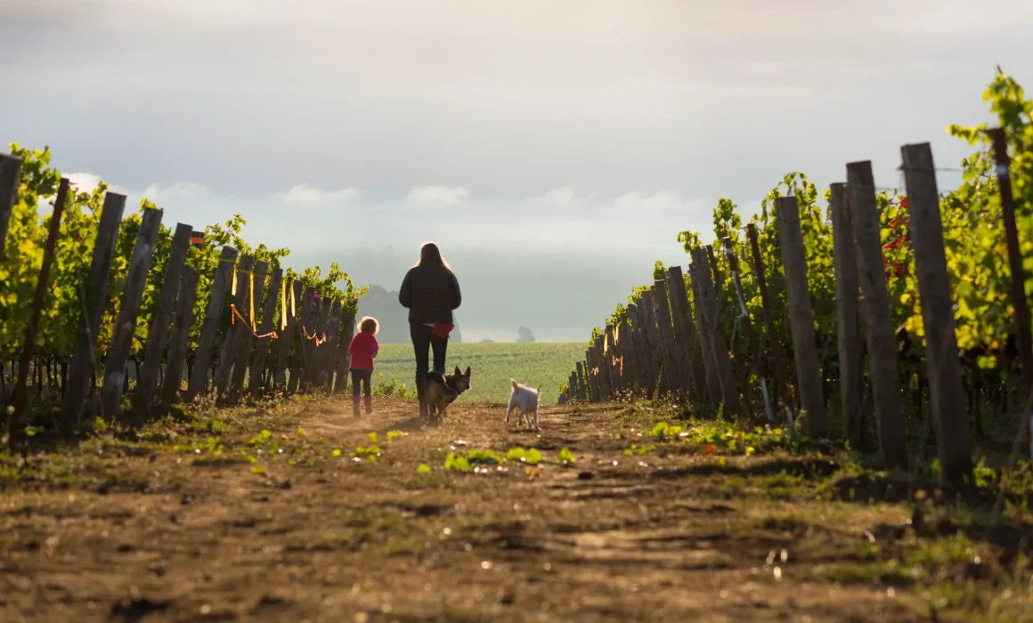 Erica Landon and her child walking through the Walter Scott vineyards