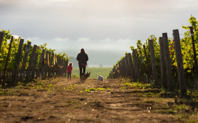 Erica Landon and her child walking through the Walter Scott vineyards