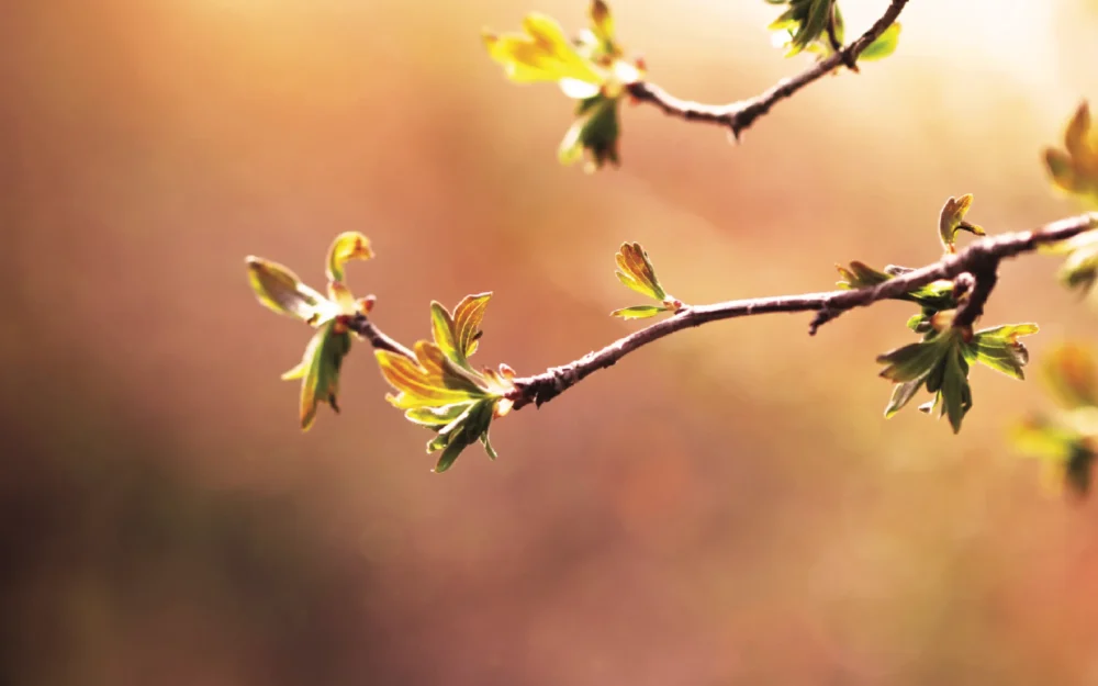 Vineyard bloom