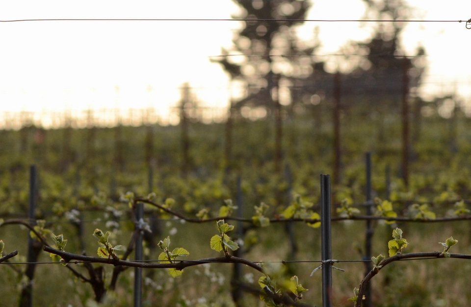 Evening Land Vineyards