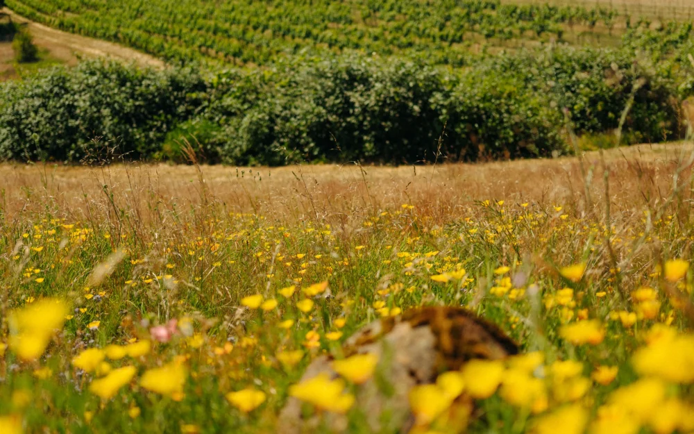 Evening Land Vineyards