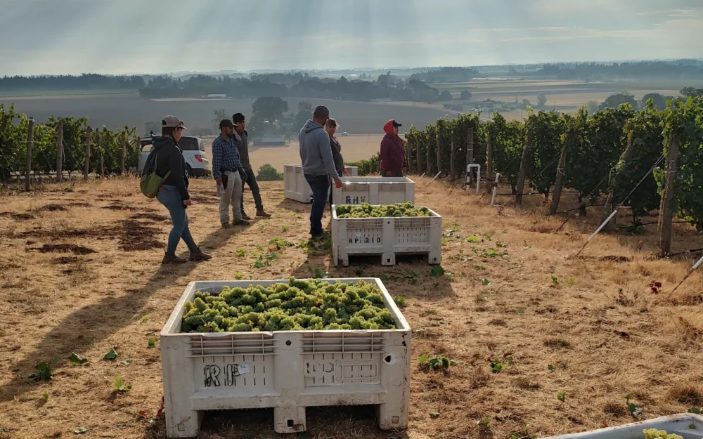 Harvest at David Paige Wines vineyard
