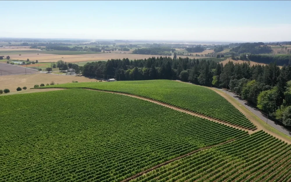 Aerial view of David Paige Wines vineyards