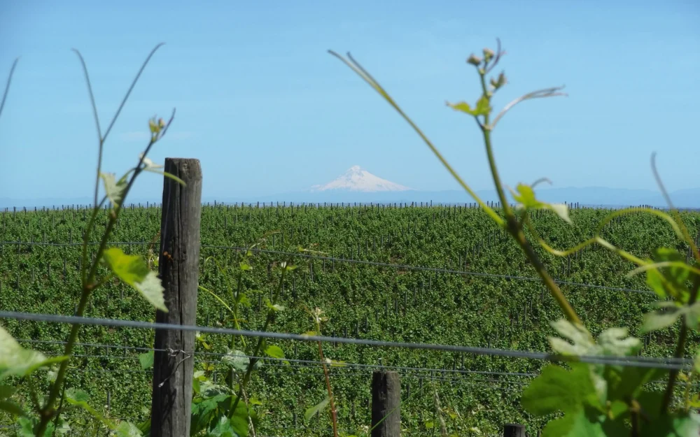 David Paige Wines Vineyard with view of Mt. Hood