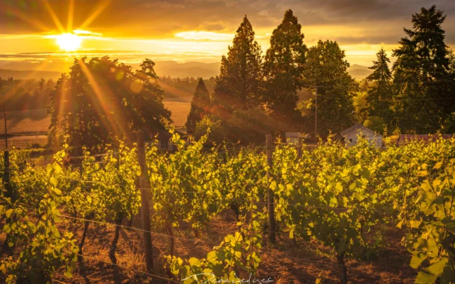 Sun shining over Kristin Hill vineyards