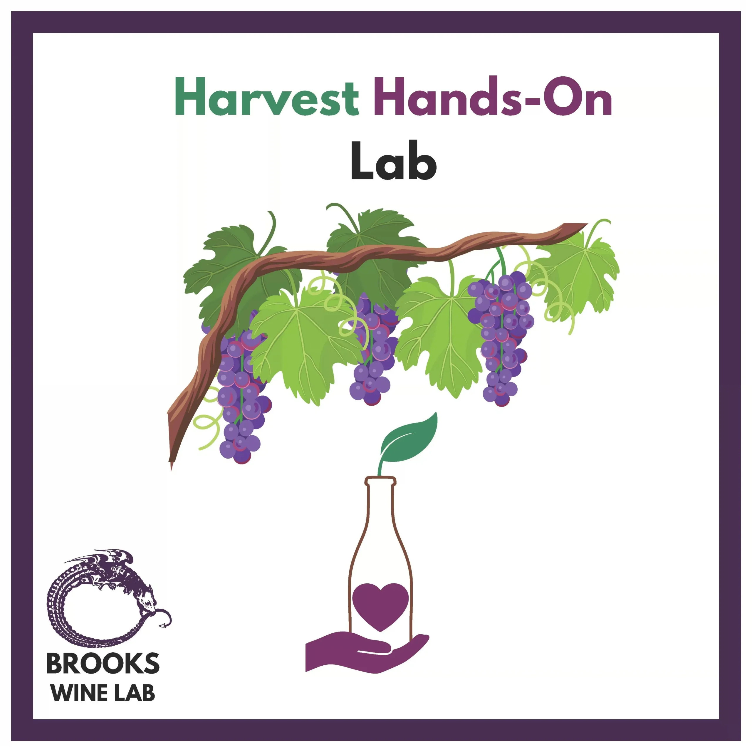 bt6opg1e Brooks Wine Lab: Harvest Hands-on