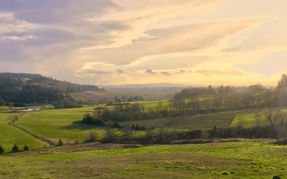 Dukes Family Vineyard