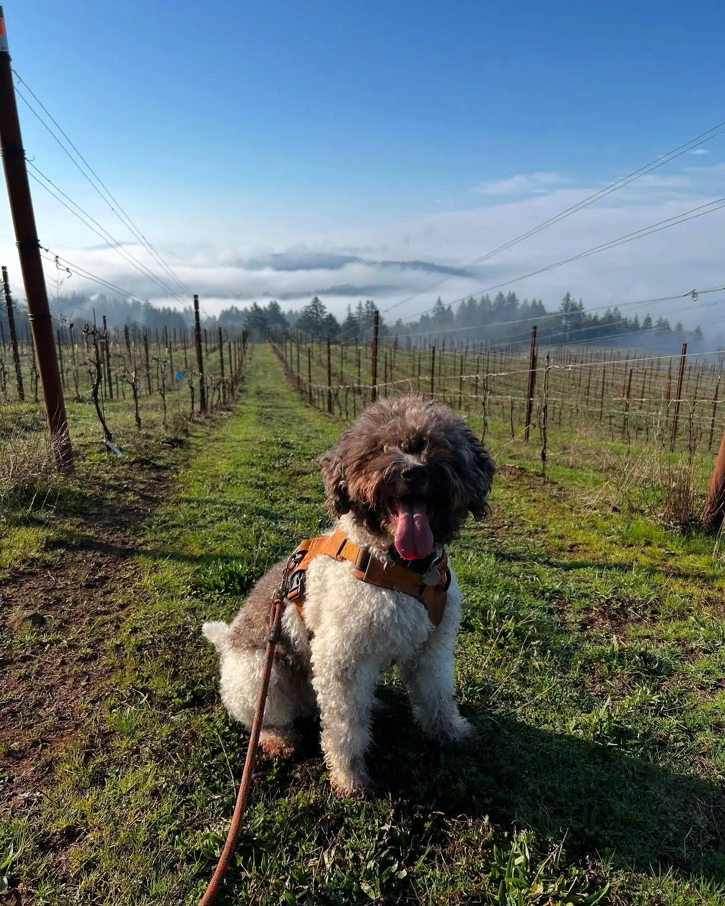 Truffle Hunt & Paired Lunch at Bryn Mawr