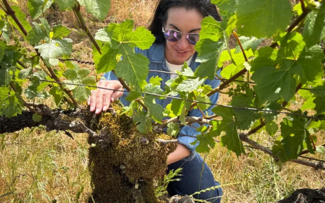 Olive Hamilton Russell in the vineyard