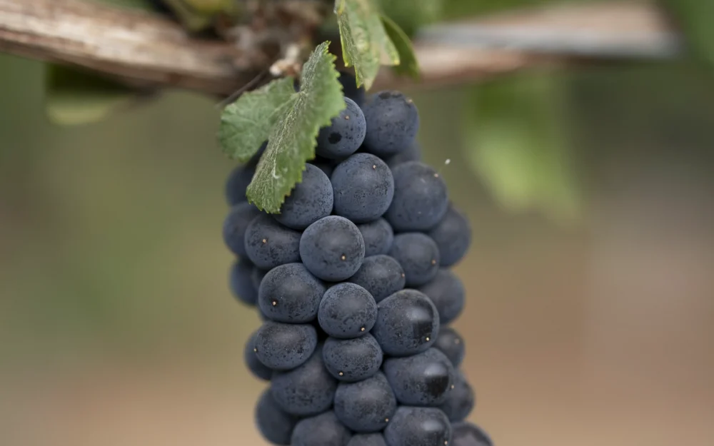 Grape cluster on the vine
