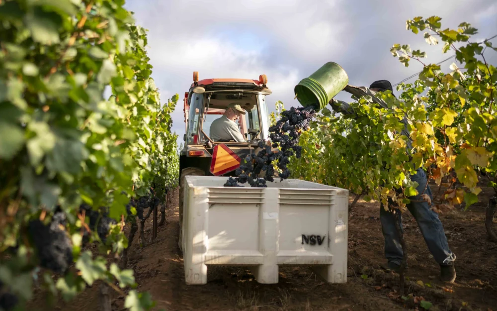 Harvest at Nuestro Sueno Vineyard