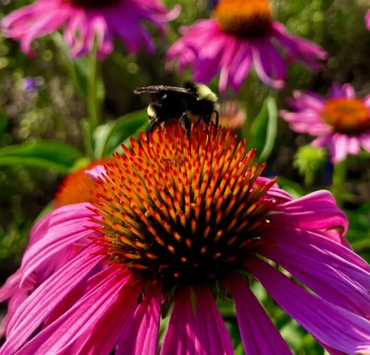 Pollinators, Flowers, & Salt - A Summer Garden Workshop with Jacobsen Salt Co.
