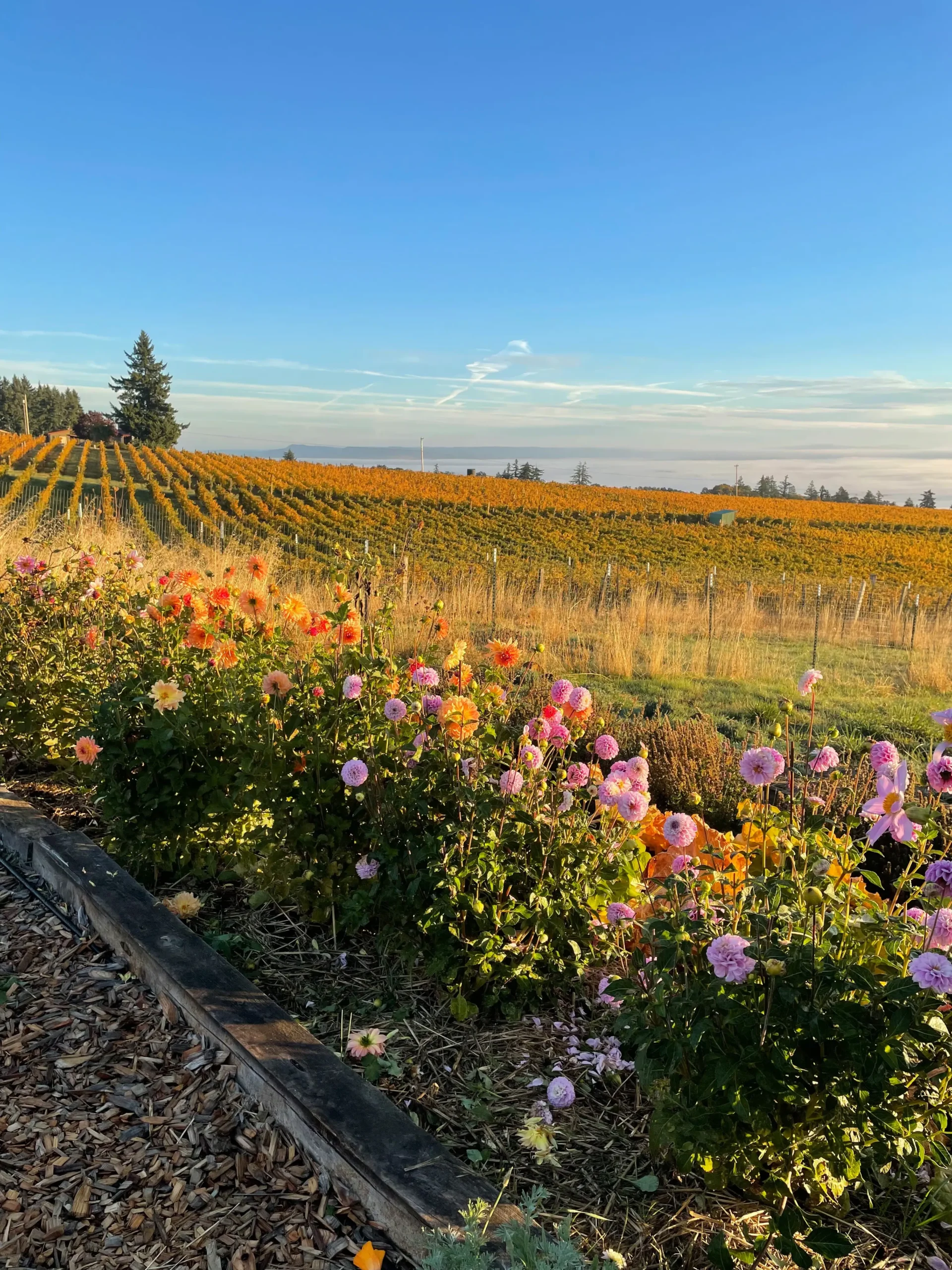 Twilight Hours at Brooks