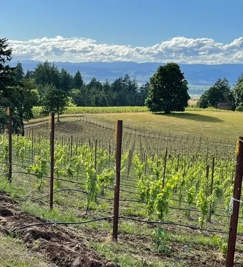 Kent Estate Vineyard