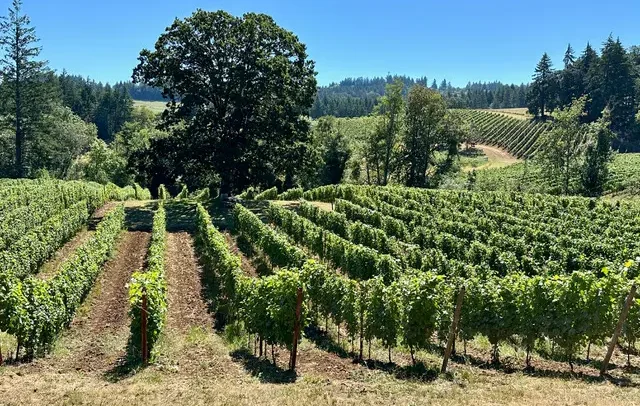 Five Points Vineyard