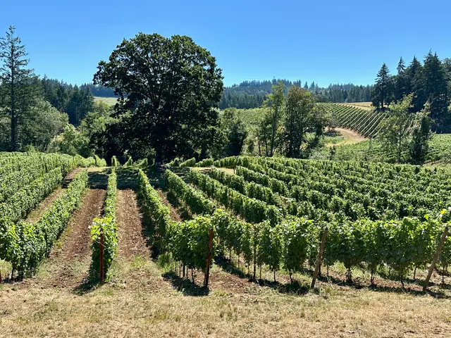Five Points Vineyard