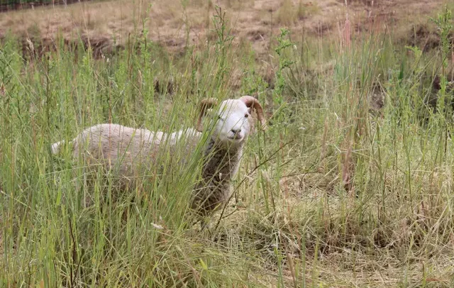 Sheep in the vineyard at Five Points