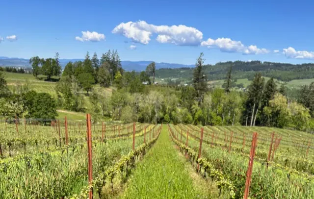 Five Points Vineyard