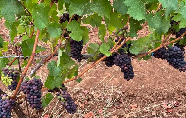 Grape clusters at Five Points Vineyard