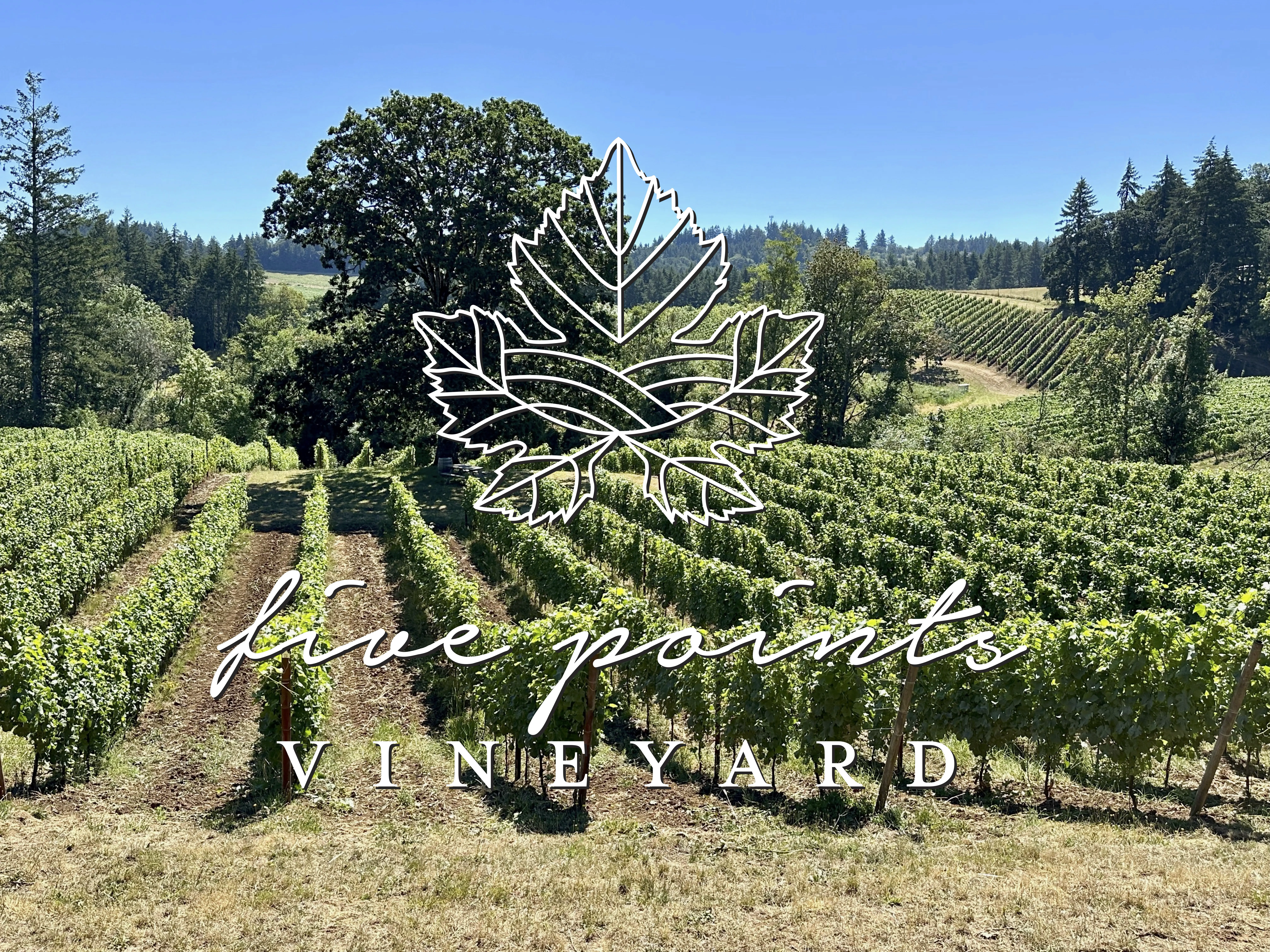 Five Points Vineyard