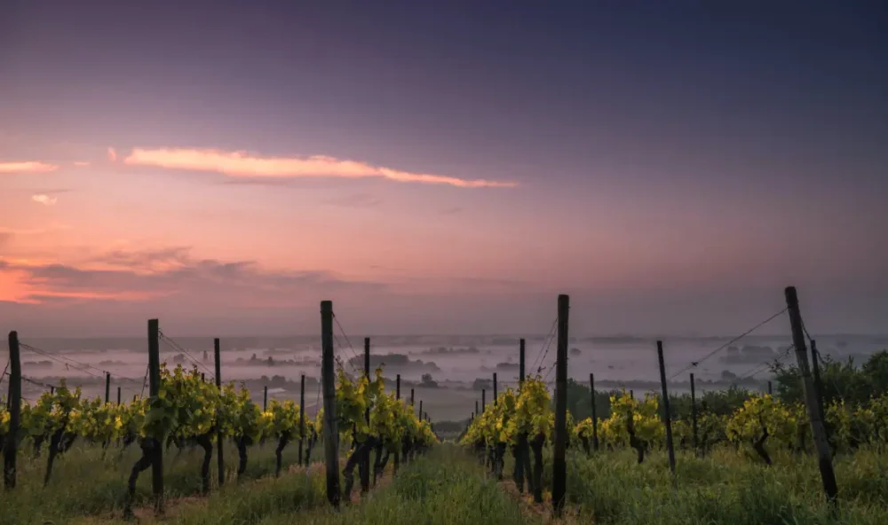 Sunset over an Eola-Amity Hills vineyard